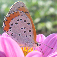 Papillon de jour: Lycaenidae, Lycaena hyllus (nom commun: Bronzé)
